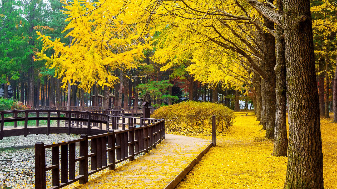 Bạn chuẩn bị đến Hàn Quốc để ngắm mùa thu phải không?