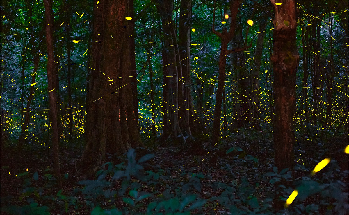Trải nghiệm mới: Tham quan Vườn quốc gia Cúc Phương ban đêm